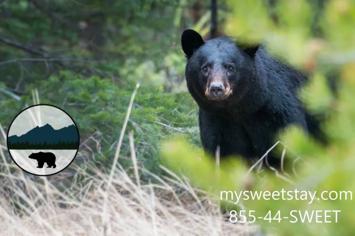 An exterior shot featuring a black bear in its natural, lush green habitat, emblematic of the Pigeon Forge region. The scene conveys the natural beauty and local wildlife guests can easily access thanks to the resort’s central location and convenient transportation.